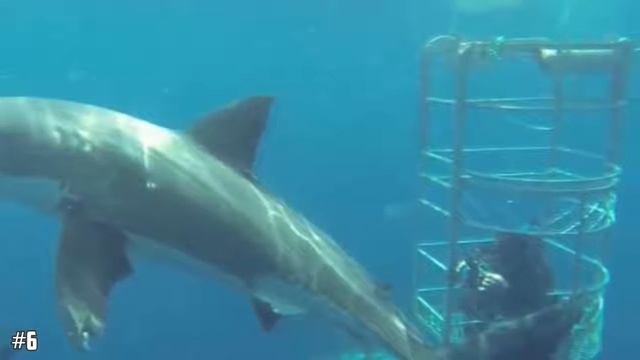 Ужасающих фото акул топ 10 смотреть онлайн