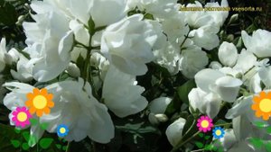 Чубушник лемуана Букет Бланк. Краткий обзор, описание philadelphus lemoine Bouquet Blanc