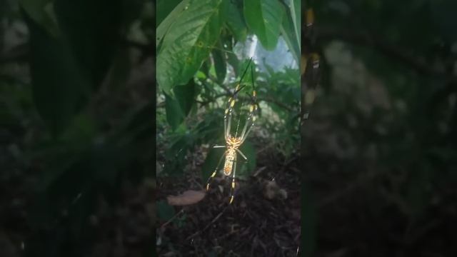 Nephila clavipes (F)