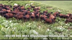 Гиссарские овцы Ходжимирзокарима на горных пастбищах