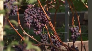 Виноград Красноярска. 2020г. Сергей Будрис.8-902-980-79-86.