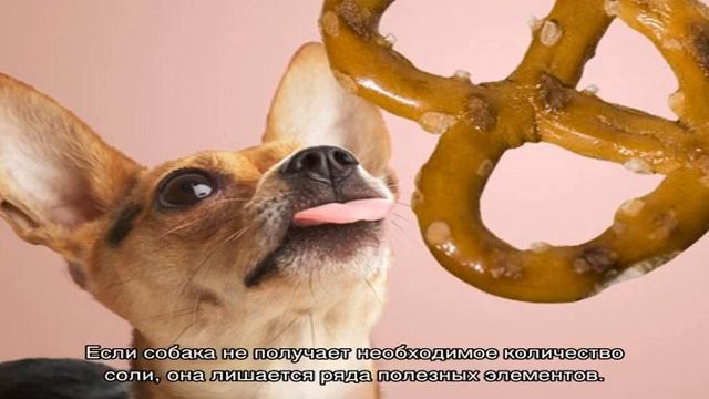 Можно ли солить еду собакам при готовке пищи смотреть онлайн