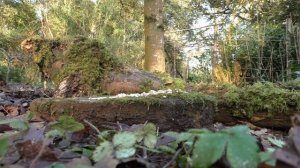 Cat Games ? Where's The Birdie TV - A Game for Cats TV