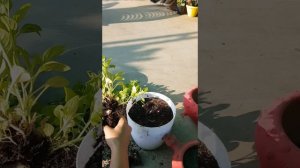 #How to transfer petunia seedling in a pot#