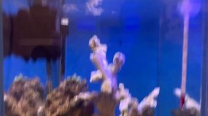 Запуск морского аквариума | Цены | Нано-Риф