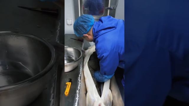 Вот как добывают черную икру 0_0 смотреть онлайн