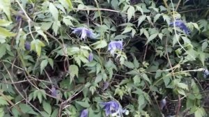 #clematis #клематис #княжик / Клематис Мэйдвелл Холл(лат. clematis Maidwell Hall). Княжик без хлопо