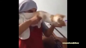 Коты автоматы подборка