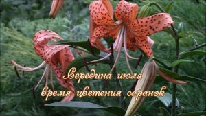 Саранки. Лилии  Как посадить и размножить саранки?!