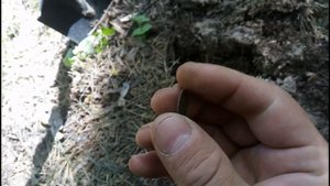 ЛЕСНОЙ КОП И МЕДАЛЬ ЗА ВЗЯТИЕ ВЕНЫ! КЛАДОПОИСК!