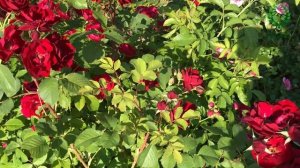 Роза Хоуп фо Хьюмэнити /Hope for Humanity. видео/карта. Питомник ? и ? Е. Иващенко