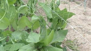 Уход За ГОРОШКОМ После ВСХОДОВ. Обзор грядок.