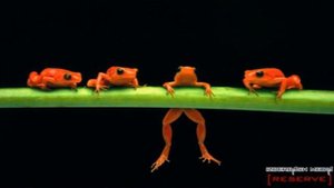 На аварском - 7777 лягушек квакали под мостом