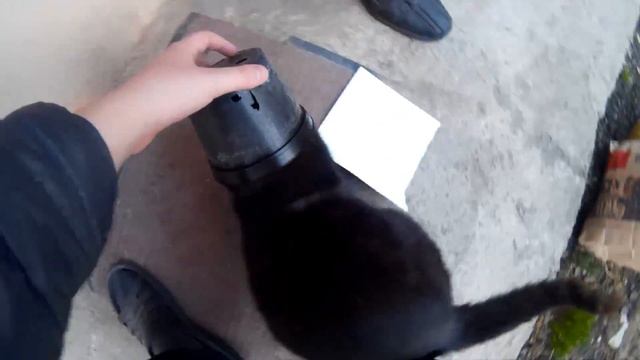 Как заставить кошку идти назад смотреть онлайн