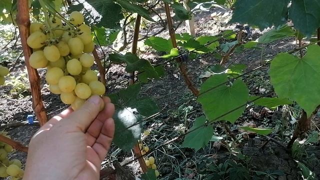 Виноград Медовый (Писанка О. М. ) прививка 2023год виноградник Король В. Н. г. Краснодар. смотреть онлайн
