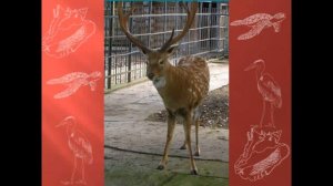 ***Прогулка по зоопарку. Зоопарк в Калининграде.***