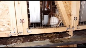 Советская ШИНШИЛЛА. Покупка нового Кролика,в хозяйство.