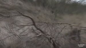 Львы и Гиены  ломают друг друга (вторая часть)