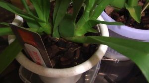 Орхидея.Мои камбрии!