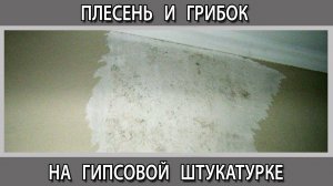 Что делать чтобы на гипсовой штукатурке не появился грибок. Профилактика от плесени