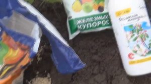 ЕЖЕМАЛИНА--осенняя Обрезка/Подкормка/Обработка