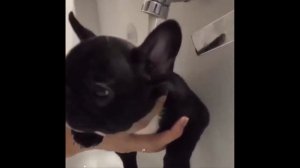 СМЕШНЫЕ СОБАКИ! УМОРИТЕЛЬНЫЕ ФРАНЦУЗСКИЕ БУЛЬДОГИ!