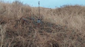 охота на кеклики пакличка самарканд