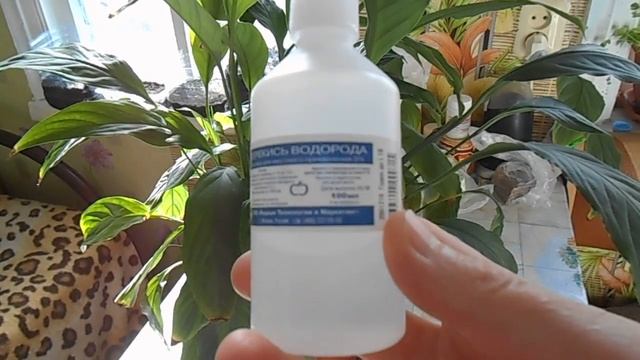 Перекись водорода для растений. Почему желтеют кончики листьев ..... смотреть онлайн