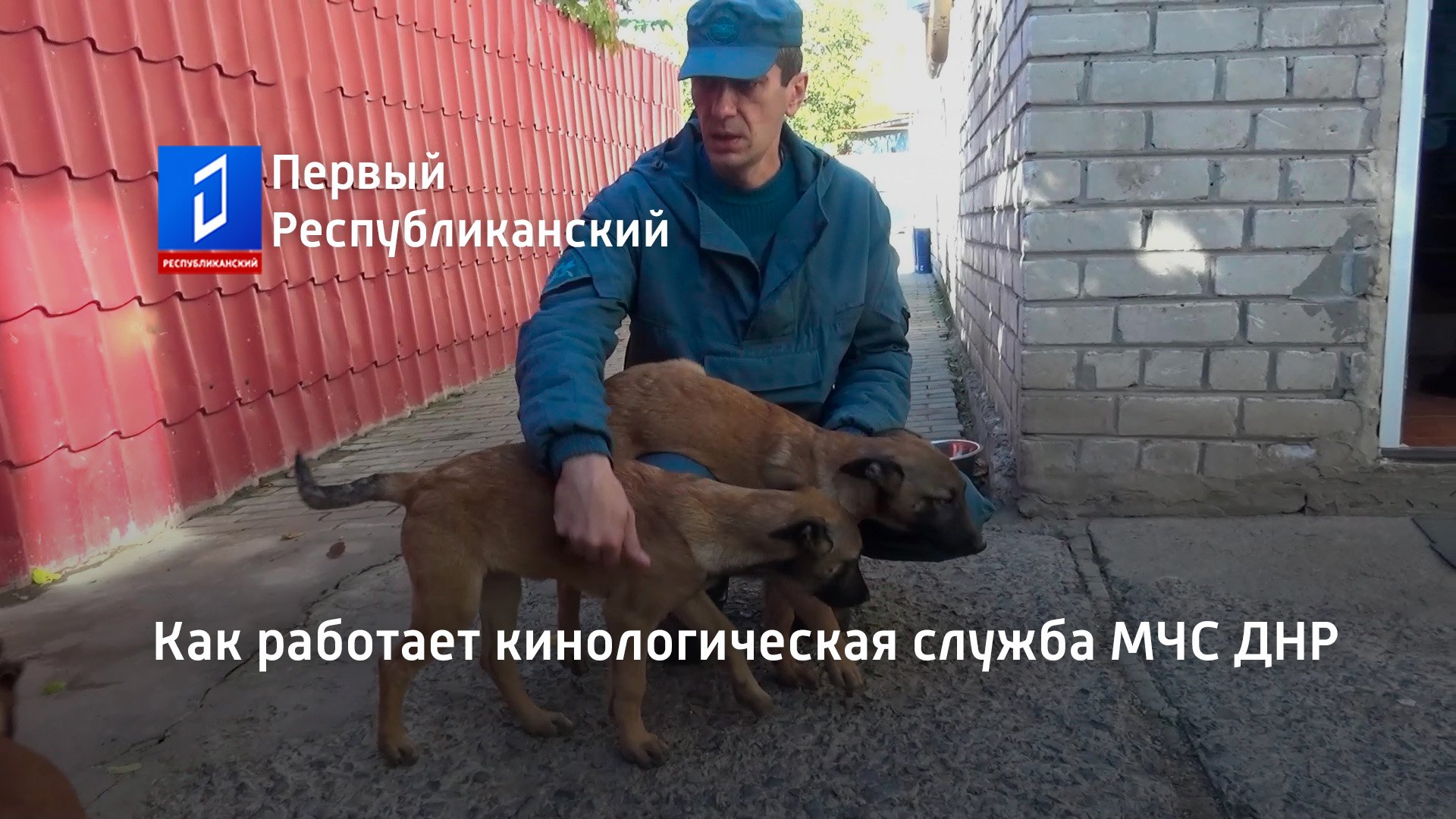 Как работает кинологическая служба МЧС ДНР