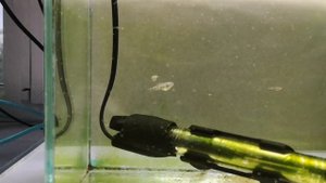 МАЛЬКИ ГУРАМИ . 10 ДНЕЙ. ЭФФЕКТ ДАФНИИ.