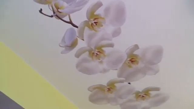 Одноуровневый белый матовый потолок с фотопечатью 20кв смотреть онлайн