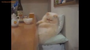 Коты ходят на задних лапах