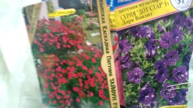 Лобелию сеем квадратно-букетным методом, а петунию в ямки смотреть онлайн