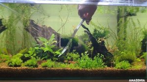 Что с аквариумом 100 литров