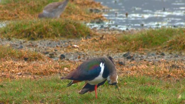 Чибис Vanellus vanellus смотреть онлайн