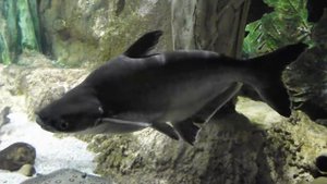 Пангасиус в аквариуме, вьетнамский сом - морской язык, Pangasius hypophthalmus