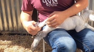 How to Band a Sheep’s Tail // Lamb Tail Docking