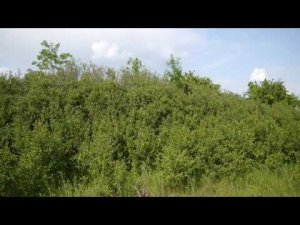 Птицы певчие