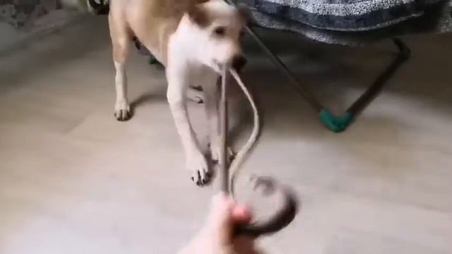 Змея заползла в дом. смотреть онлайн