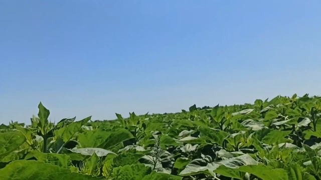 Огляд соняшнику, проект - "У наших партнерів". (НСХ 6045 09.07.21р.) смотреть онлайн