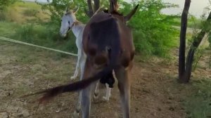 Donkey Mating 💙💜😽🙀| xxxx Video #monkey #xxx