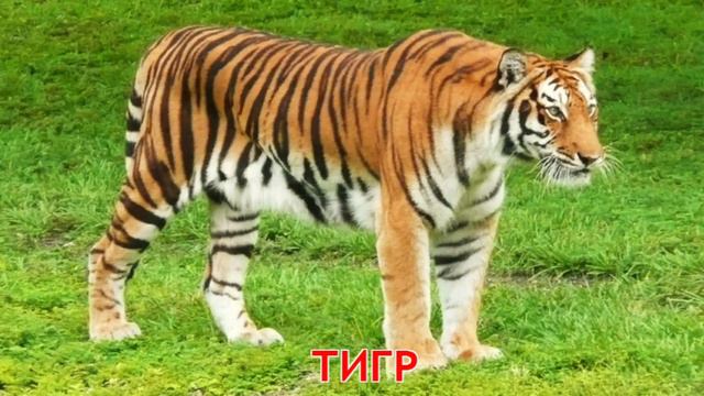 Карточки Домана Часть 3 Животные мира! смотреть онлайн