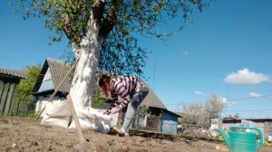 Проект как вырастить картошку в мешках