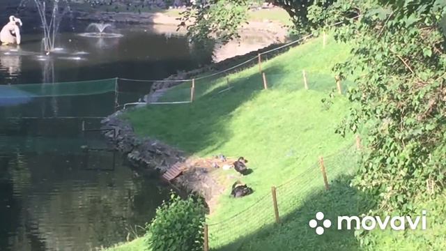 Лебеди чёрные, лебеди белые, страны далекие... смотреть онлайн