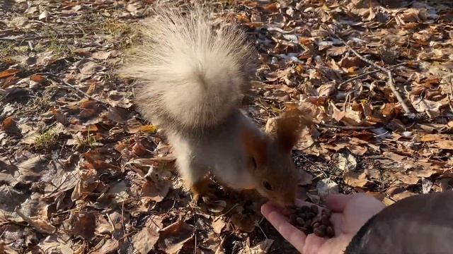 Первый снег с белками | First snow and squirrels смотреть онлайн