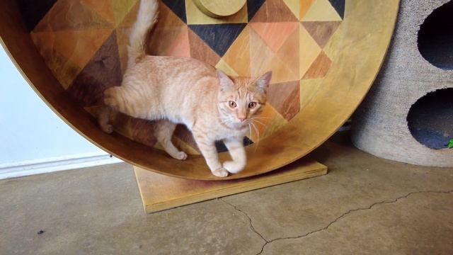 Кошачье кафе - Самое милое кафе в Эстонии.@SAMPOSEBE83 смотреть онлайн