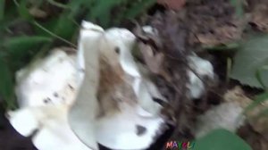 Рядовки бывают разными. Рядовка белая голубиная. Как распознать.