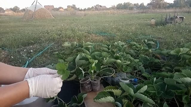 Укоренение усов клубнки на агроволокне: разные способы, достоинства и недостатки. Часть 1