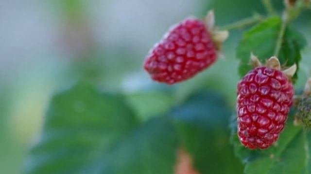 Болезни и вредители малины. Профилактика и обработка#малина #вредители #малиноваямуха