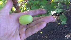 Сорт Винограда Богатяновский. Виноград 2015.